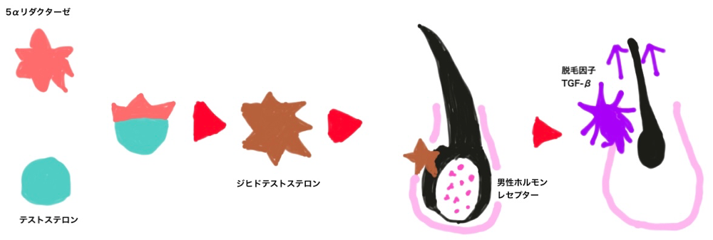 AGAを引き起こすメカニズムについて