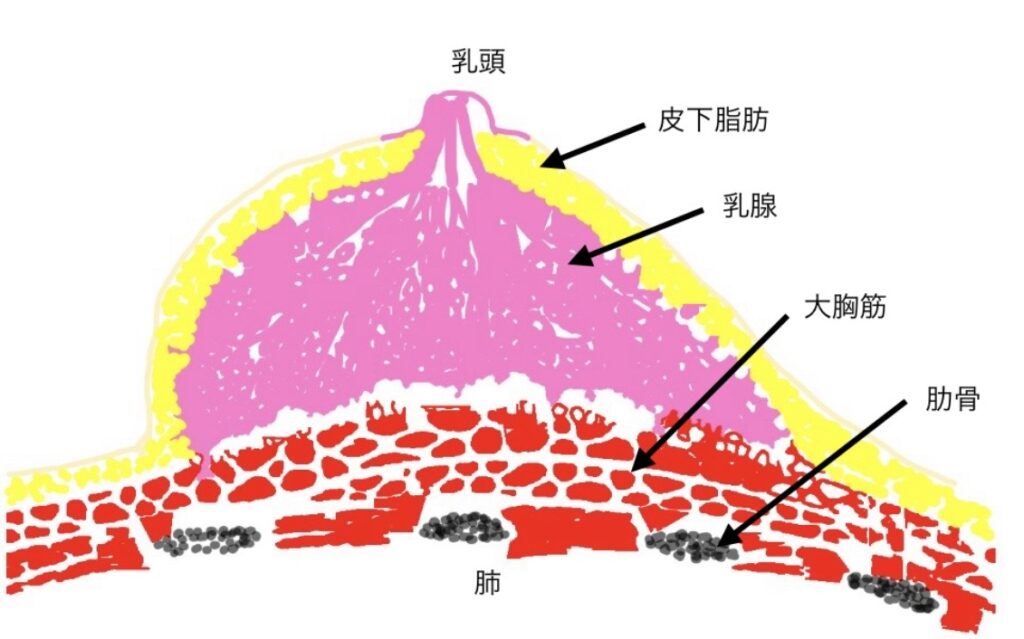 乳房の解剖について描いた写真