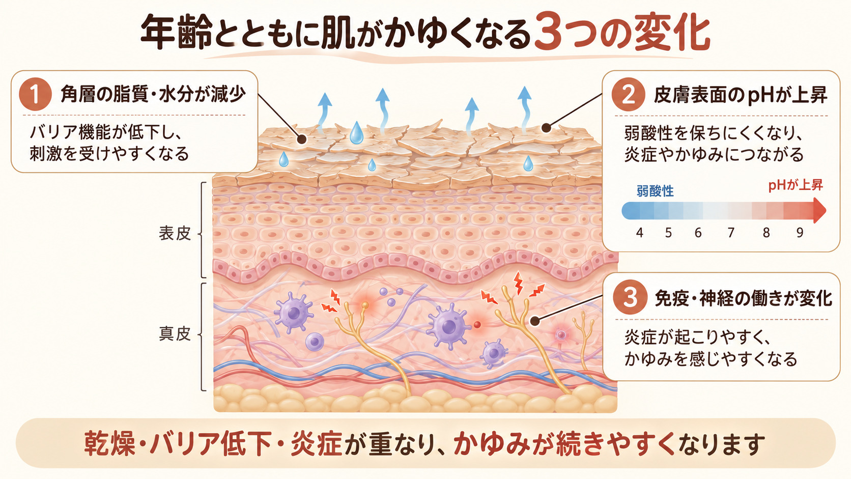 加齢による皮膚の乾燥・pH上昇・免疫と神経の変化を示す模式図
