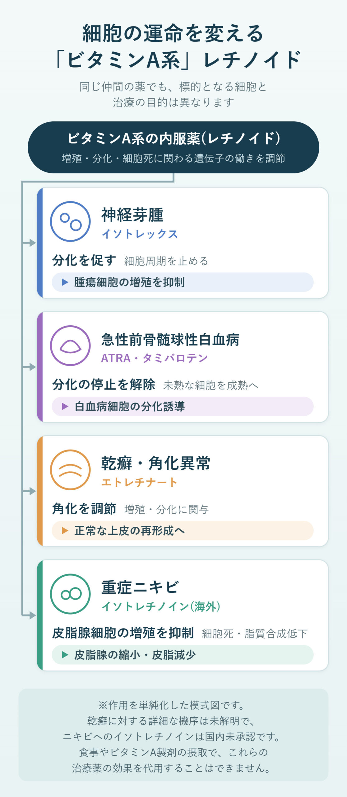 レチノイドの模式図:神経芽腫(イソトレックス)は分化を促し腫瘍増殖を抑制、急性前骨髄球性白血病(ATRA・タミバロテン)は分化の停止を解除、乾癬(エトレチナート)は角化を調節、重症ニキビ(イソトレチノイン)は皮脂腺細胞の増殖を抑制