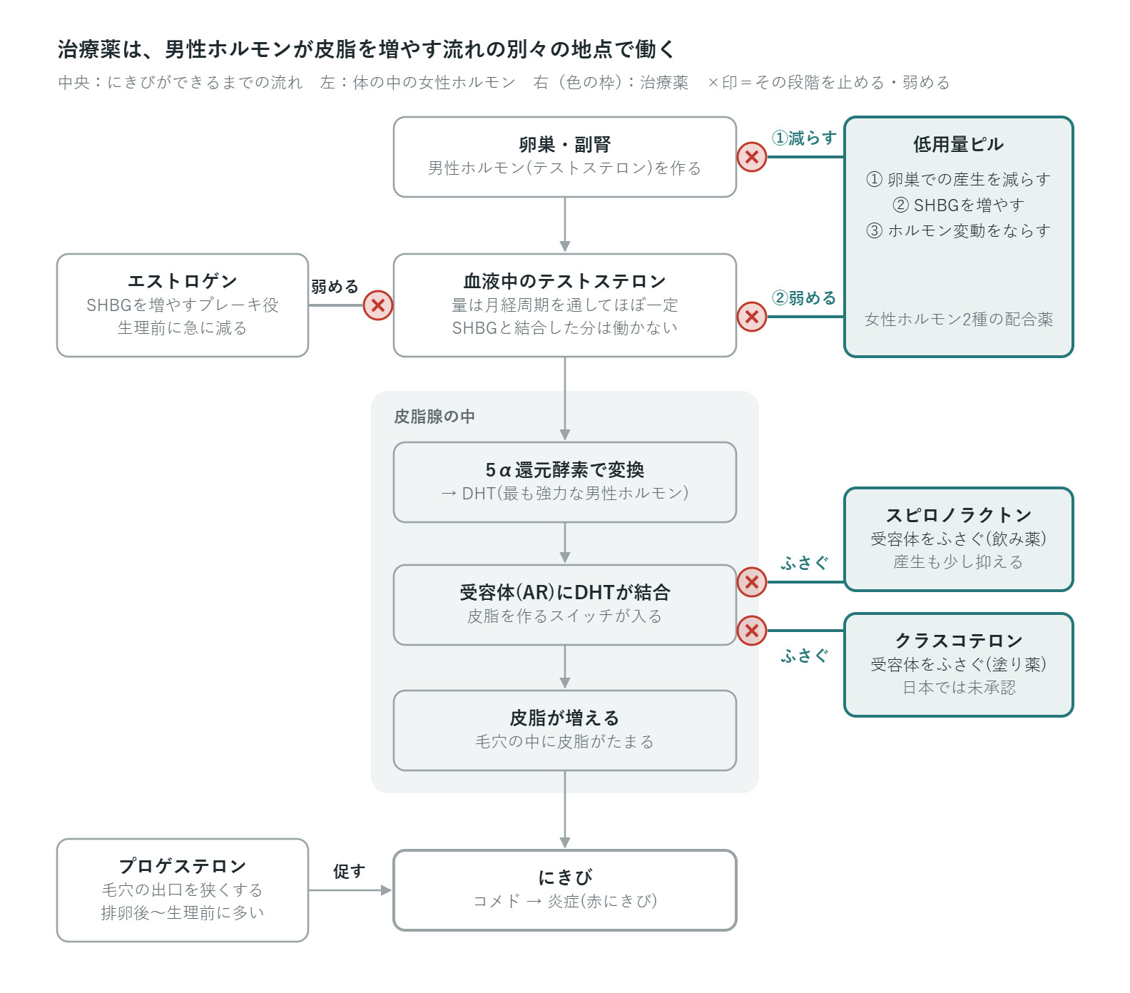 男性ホルモンが皮脂を増やしてニキビにつながる流れと、低用量ピル・スピロノラクトン・クラスコテロンが働く場所を示す図解
